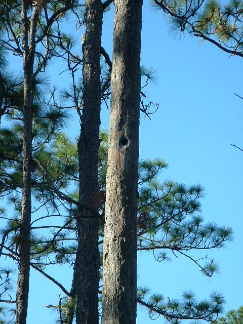 Home of Red-Cockaded Woodpecker