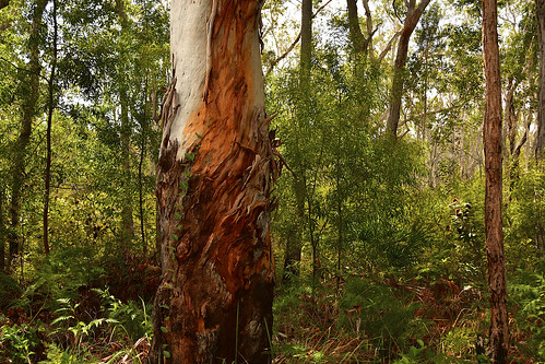 landscape gumtrees woodgate nikond5500 nikkor18200mm paperbark greenleaves greengrass greysky