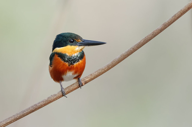 American Pygmy Kingfisher--Explore 11