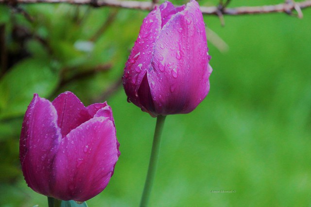 Wet Pink Tulips