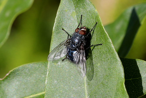 Bluebottle Butt - HBBBT | by DaveSPN