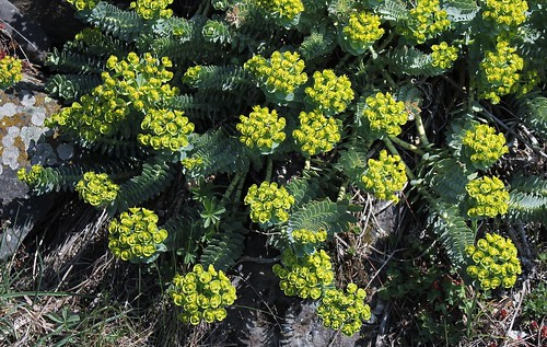 Euphorbia myrsinites  - euphorbe de Corse, euphorbe faux-myrte - Page 2 46944576114_a396b43517