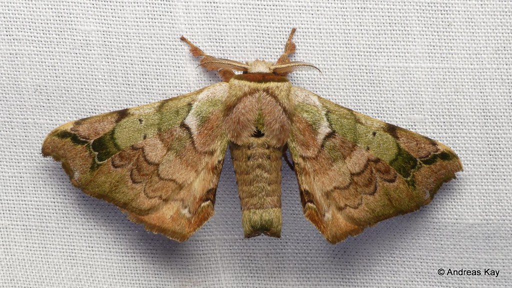 Silkworm Moth, Quentalia lapanensis? Bombycidae
