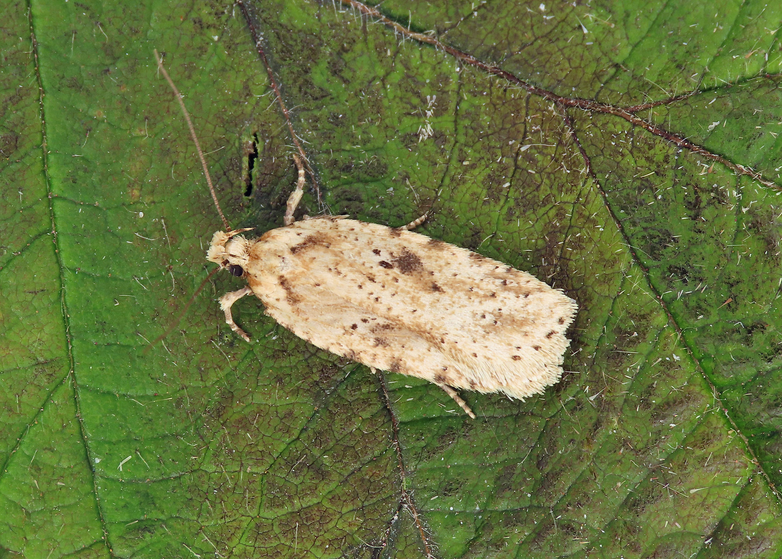 32.017 Brindled Flat-body -  Agonopterix arenella
