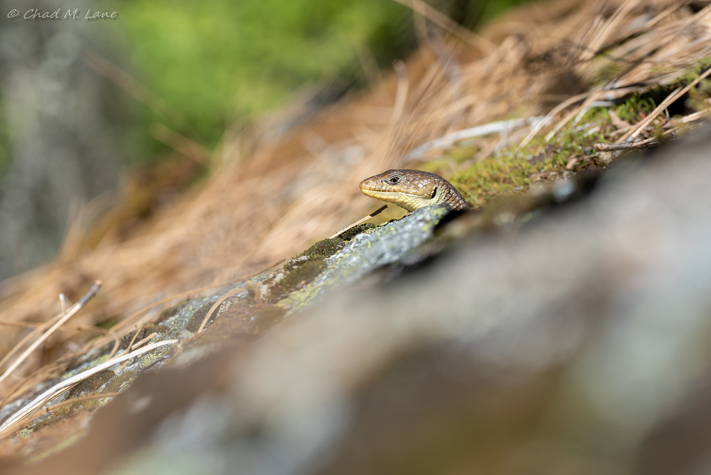 Sierra Alligator Lizard ( Elgaria coerulea palmeri)