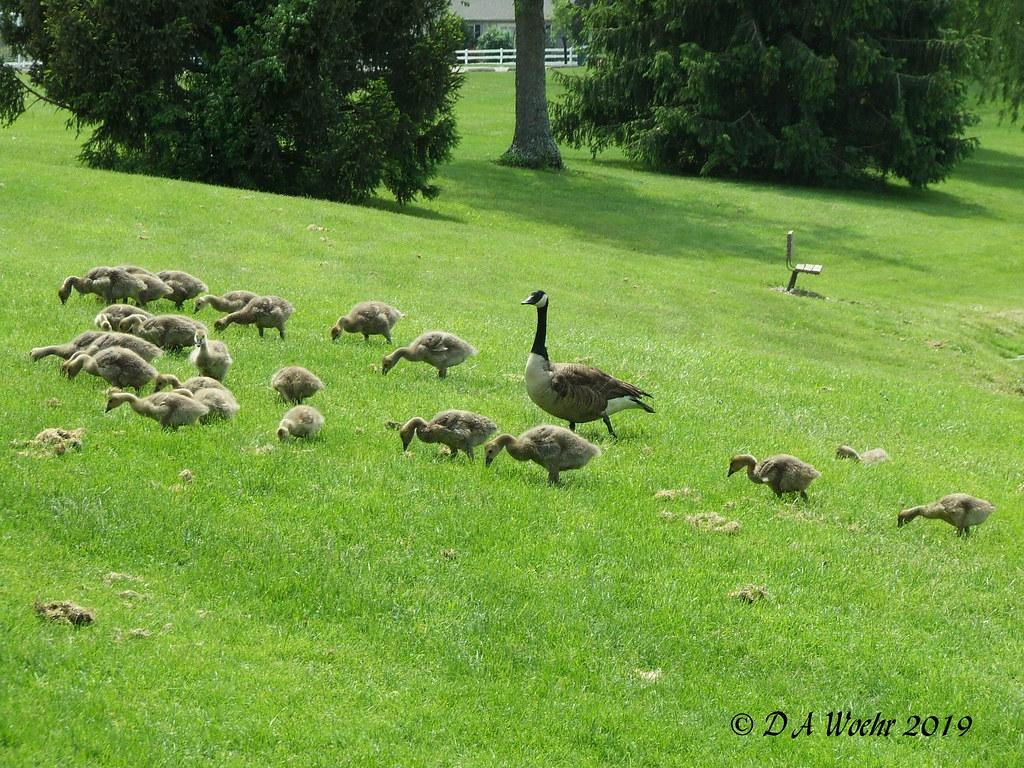 CANADA GEESE