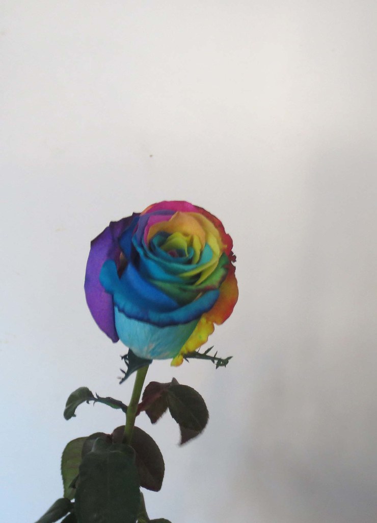 Ruža duginih boja - Rainbowed rose | Ova ruža je bila poklon… | Flickr