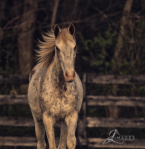 lexington kentucky unitedstatesofamerica nikon d850 lightroom art bokeh nature lens light landscape happy naturephotography outside people white green red black pink skyportrait location architecture building city square squareformat instagramapp shot awesome supershot beauty cute new flickr amazing photo photograph fav favorite favs picture me explore interestingness friends dof horse dxo nikcollection equine farm bluegrass nikonfxshowcase “nikon fx showcase” nikonphoto tamron