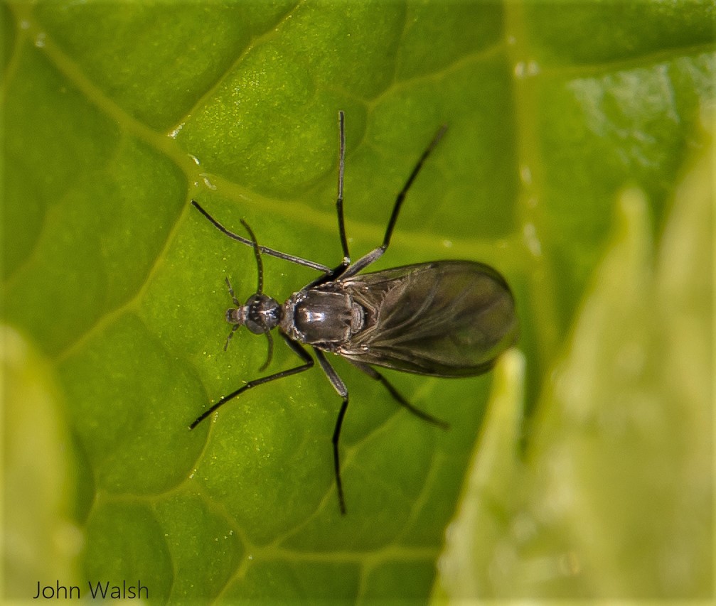 Walsh Insect 499A5063 | John Walsh. | Flickr