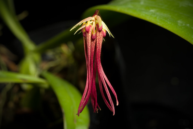 [Sabah Borneo, Malaysia] Bulbophyllum habrotinum J.J.Verm. & A.L.Lamb, Blumea 38: 335 (1994)