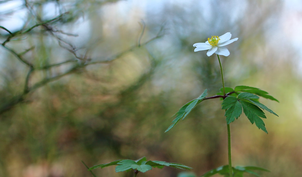 spring-white-14-valkovuokko-wood-anemone-anemone-nemorosa-jussi