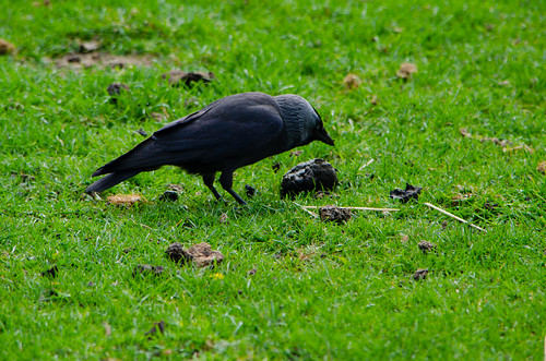Messy eater: jackdaw