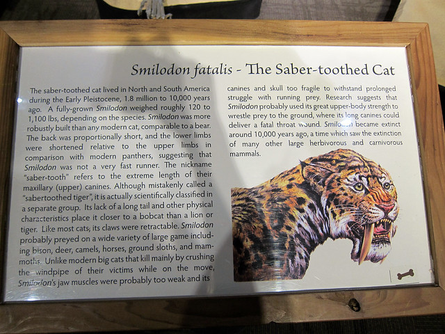 The Saber-toothed Cat