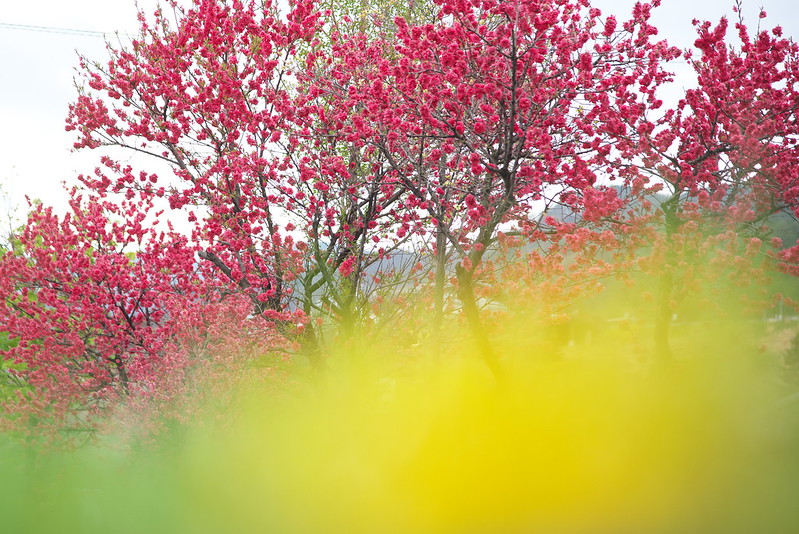 諏訪湖沿いの桃