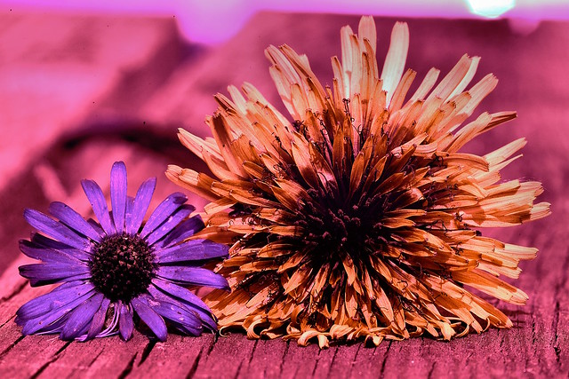 UV daisy and dandelion