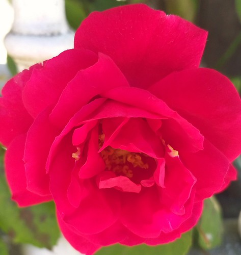 Rosa.🌺👍 | by la_filo
