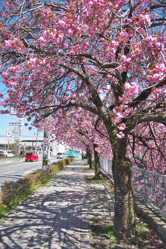 長野県岡谷市 塚間川沿いの八重桜