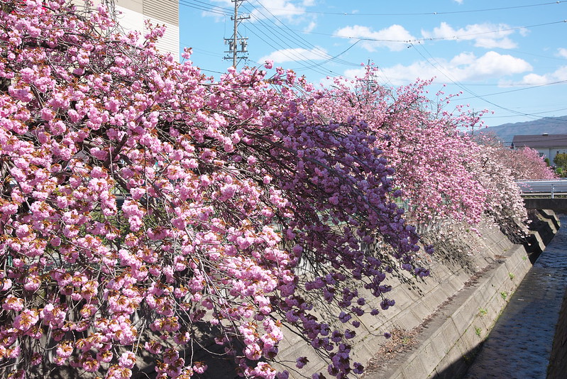 長野県岡谷市 塚間川沿いの八重桜