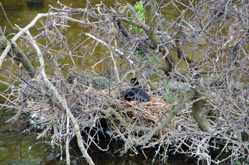 Coot's nest with chicks