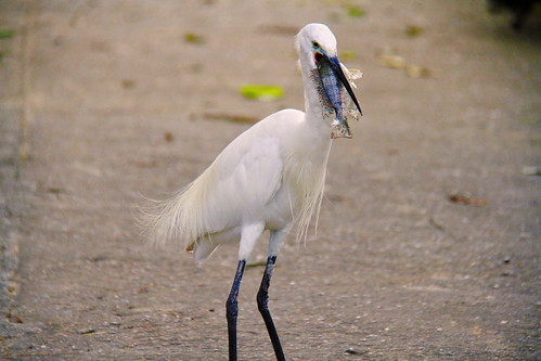 Egret, Hong Kong | by cattan2011