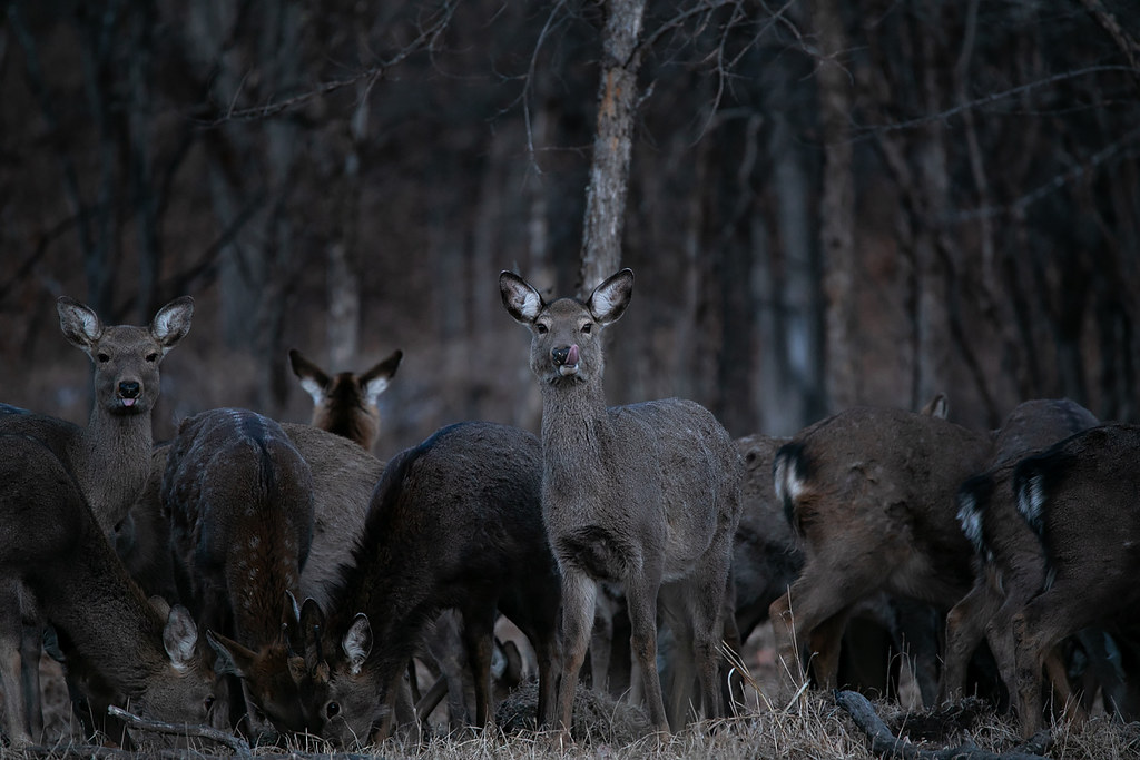 В уссурийских лесах живет удивительный олень впр. Олень в лесу. Лесето. Lost Deer Black Edition. Выходи диких лес.