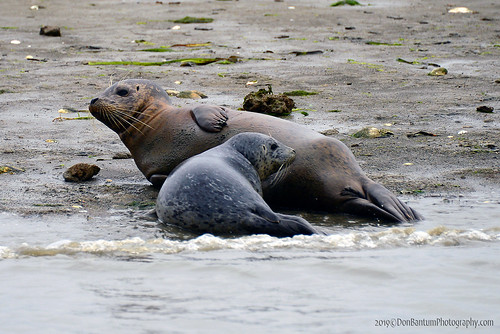 HarborSeal&Pup_01 | by DonBantumPhotography.com