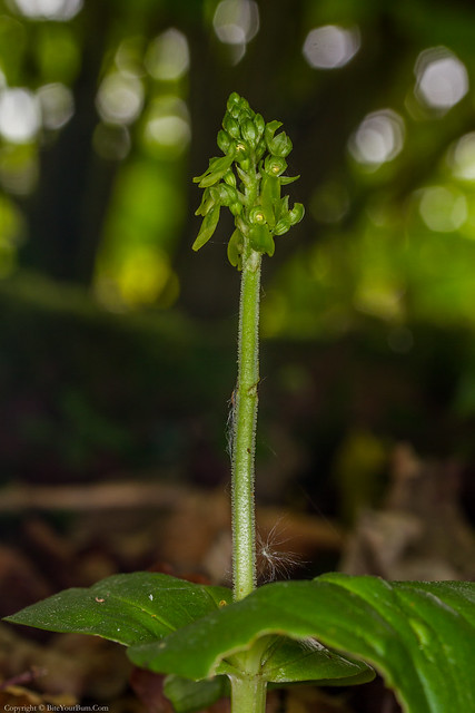 Common Twayblade Orchid Listera ovata)
