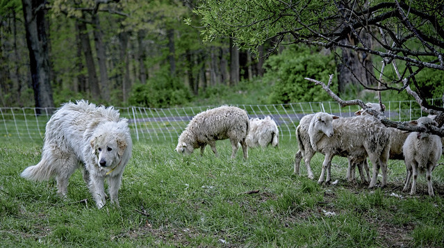 Great Pyr tends her flock