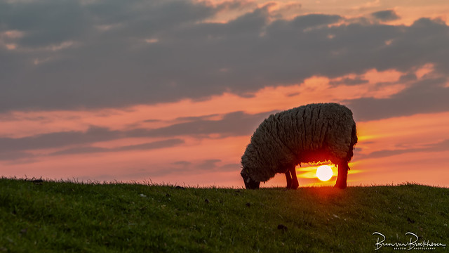Sheep on the dike at Sunset
