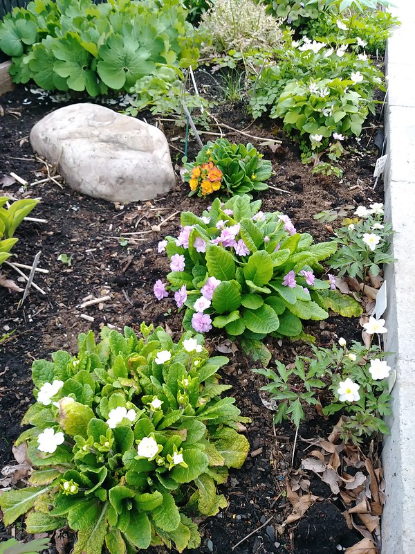 Mon petit jardin de banlieue (Lavandula 2019) - Page 5 46977586235_6d106cb82e_c