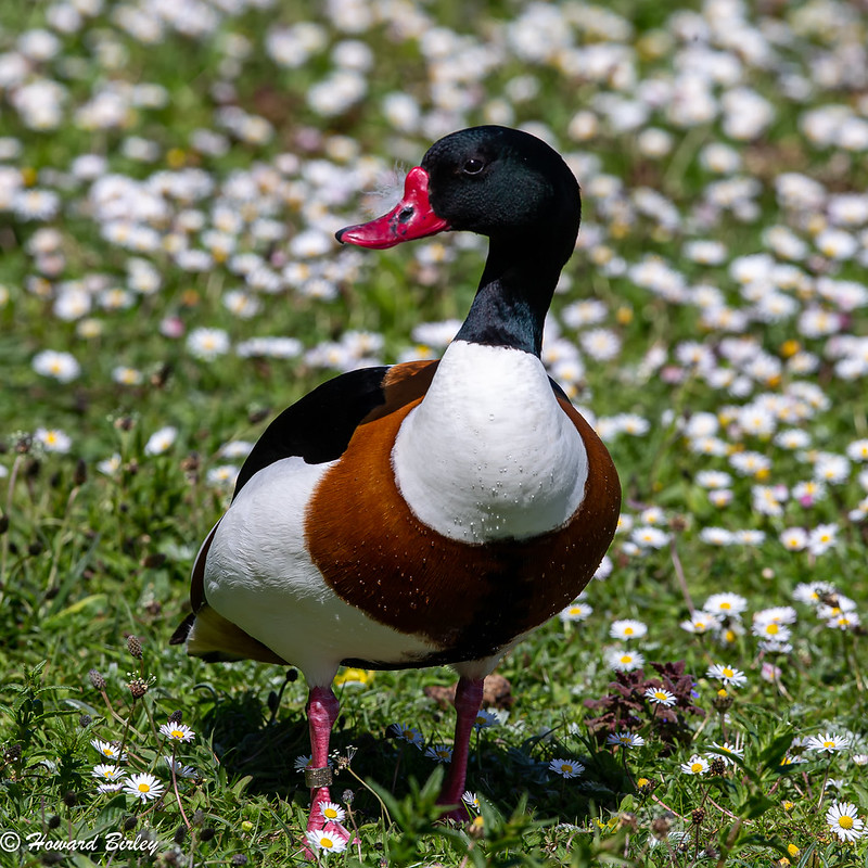 Shelduck
