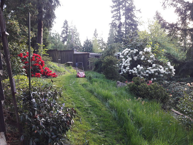 Mowing the garden cliff side yard with electric mower, flowering bushes, short and tall grass, path, trees, Dash Point Road, Washington, USA
