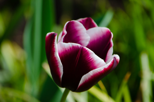 Tulips galore