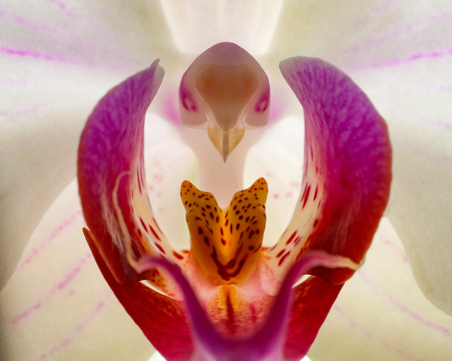 Within an Orchid