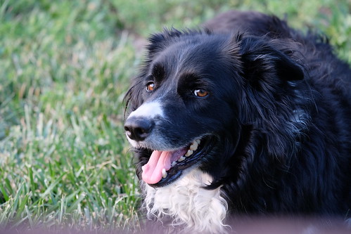 Border Collie Maggie at 6 years and learning to point North, South, East, and West (shot 2018) (2441)