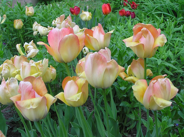 Tulipa 'Daydream'