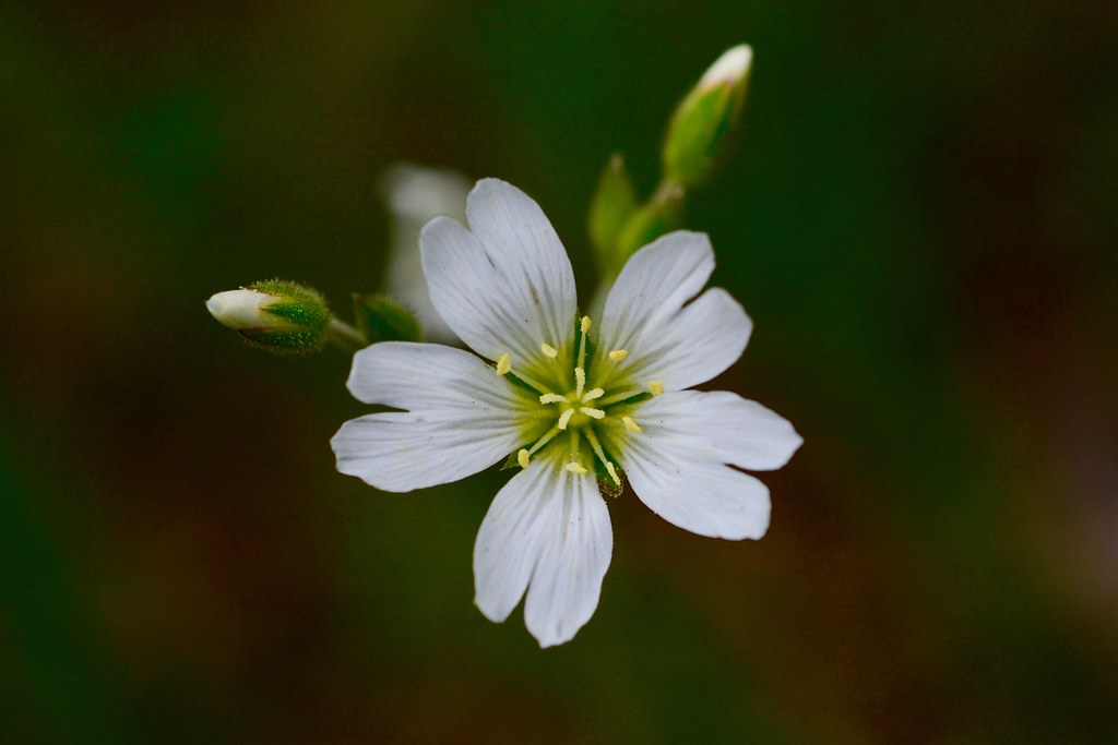 Field Chickweed