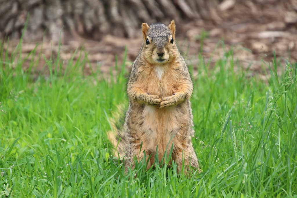 344/365/3996 (May 21, 2019) - Juvenile & Adult Fox Squirrels on Spring Days at the University of Michigan - May 20th & 21st, 2019