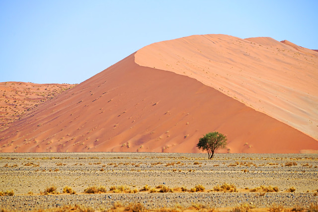 Solitary tree before the huge dune, Sossusvlei, Namibia