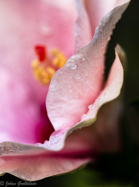 Hibiscus pink-2
