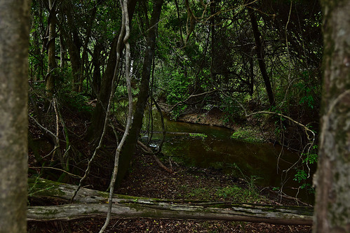 jungle trees nikond5500 nikkor18200mm water spring vine landscape 2019 deadtrees moss creek russopark naturepark bundaberg queensland australia
