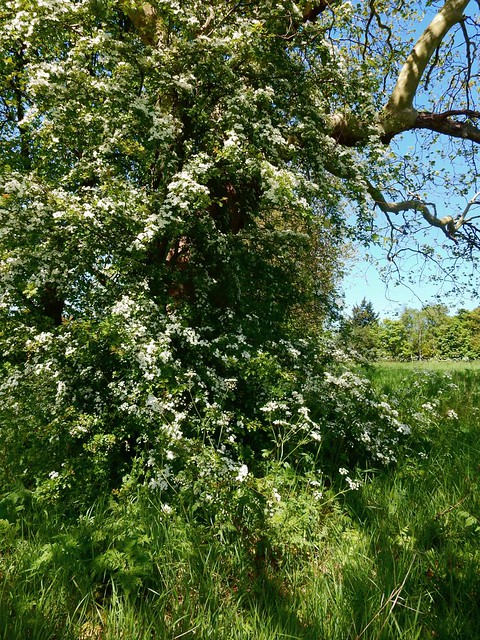 Flowering Hawthorn Totteridge Circular