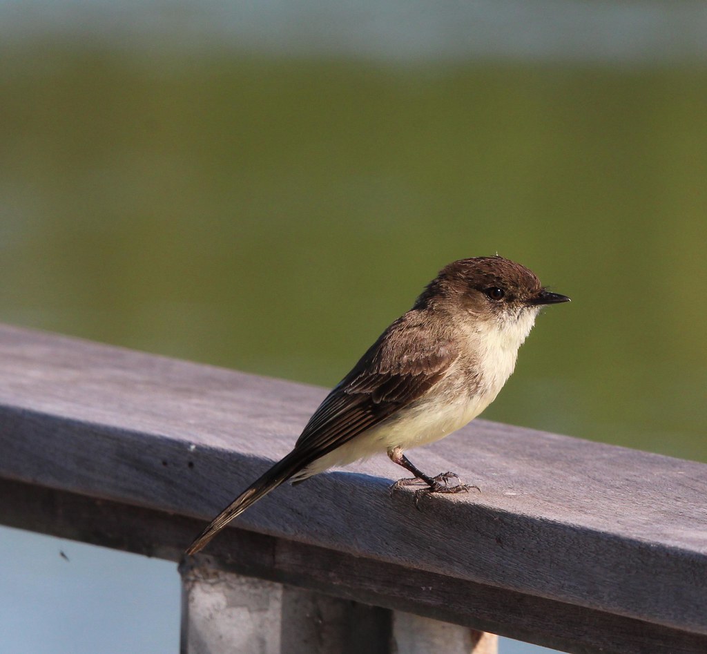 Northern Phoebe Fort Worth Nature center 5-5-19