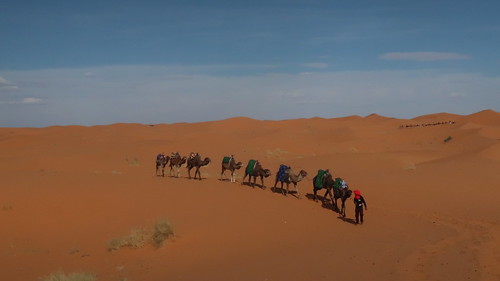 camel desert africa morocco sahara saharadesert