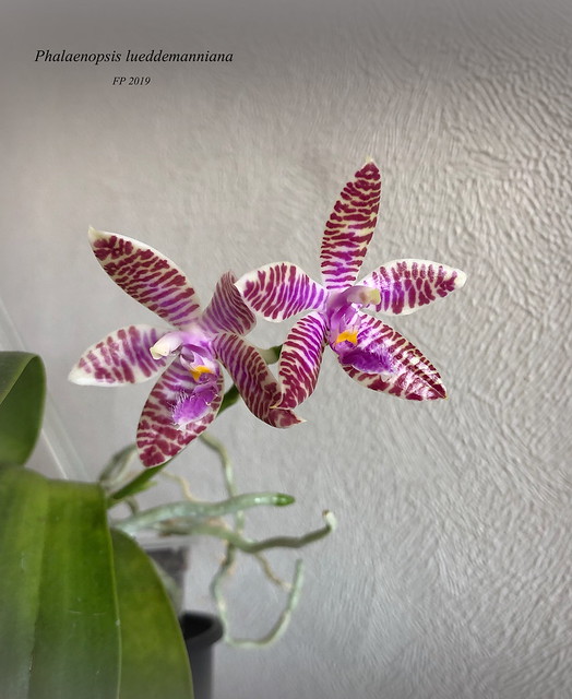 Phalaenopsis lueddemanniana 46999361064_093cef98ac_z