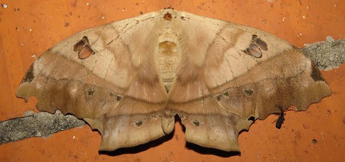 lepidoptera moth peru richhoyer