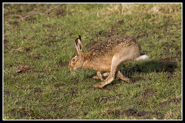 IMG_0153 Brown Hare