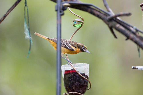 Baltimore Oriole at jelly