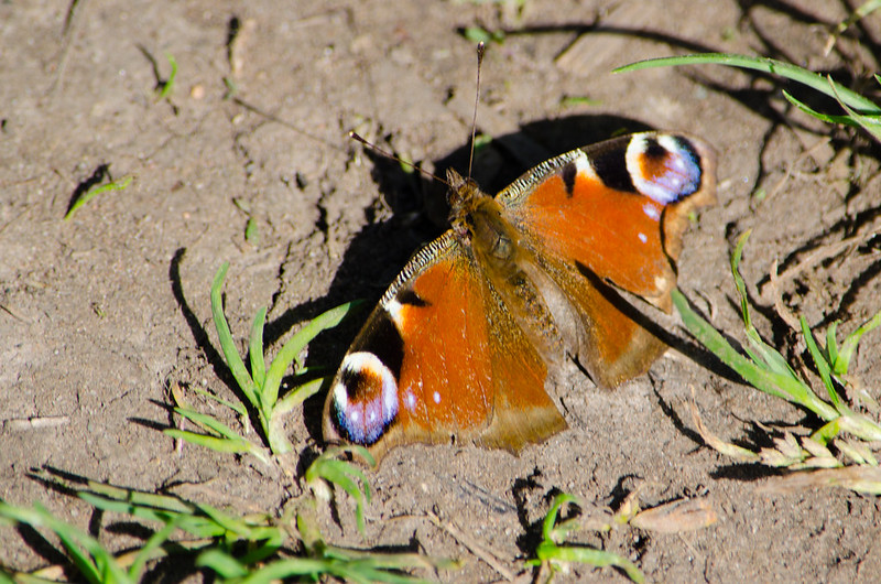 Resting peacock butterfly, Compton Rough