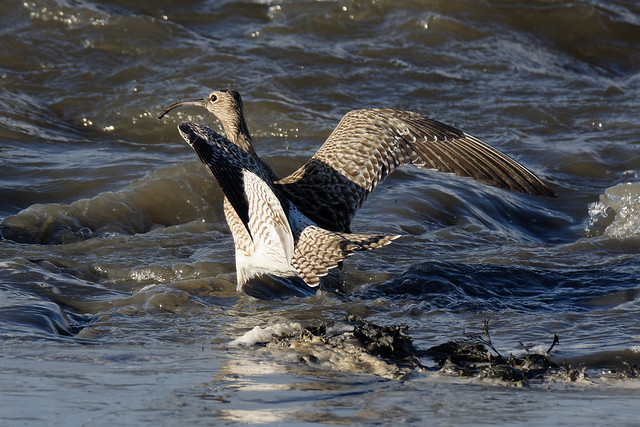 Whimbrel spreading its wings